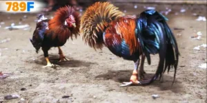 Đá gà cựa dao