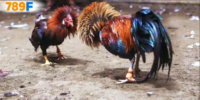 Đá gà cựa dao