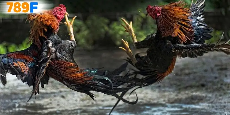 Cách tham gia cho người mới
